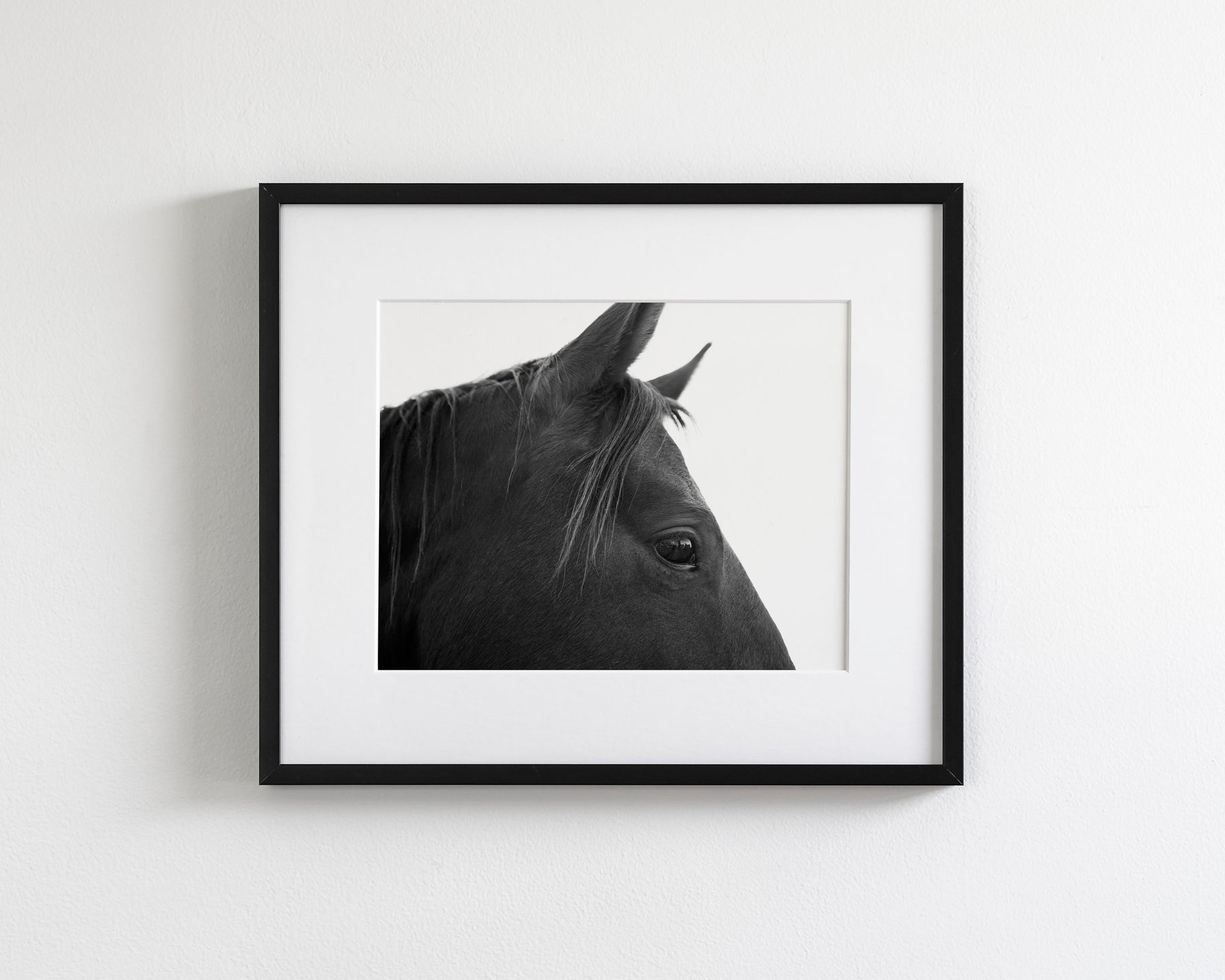 Black Horse Profile