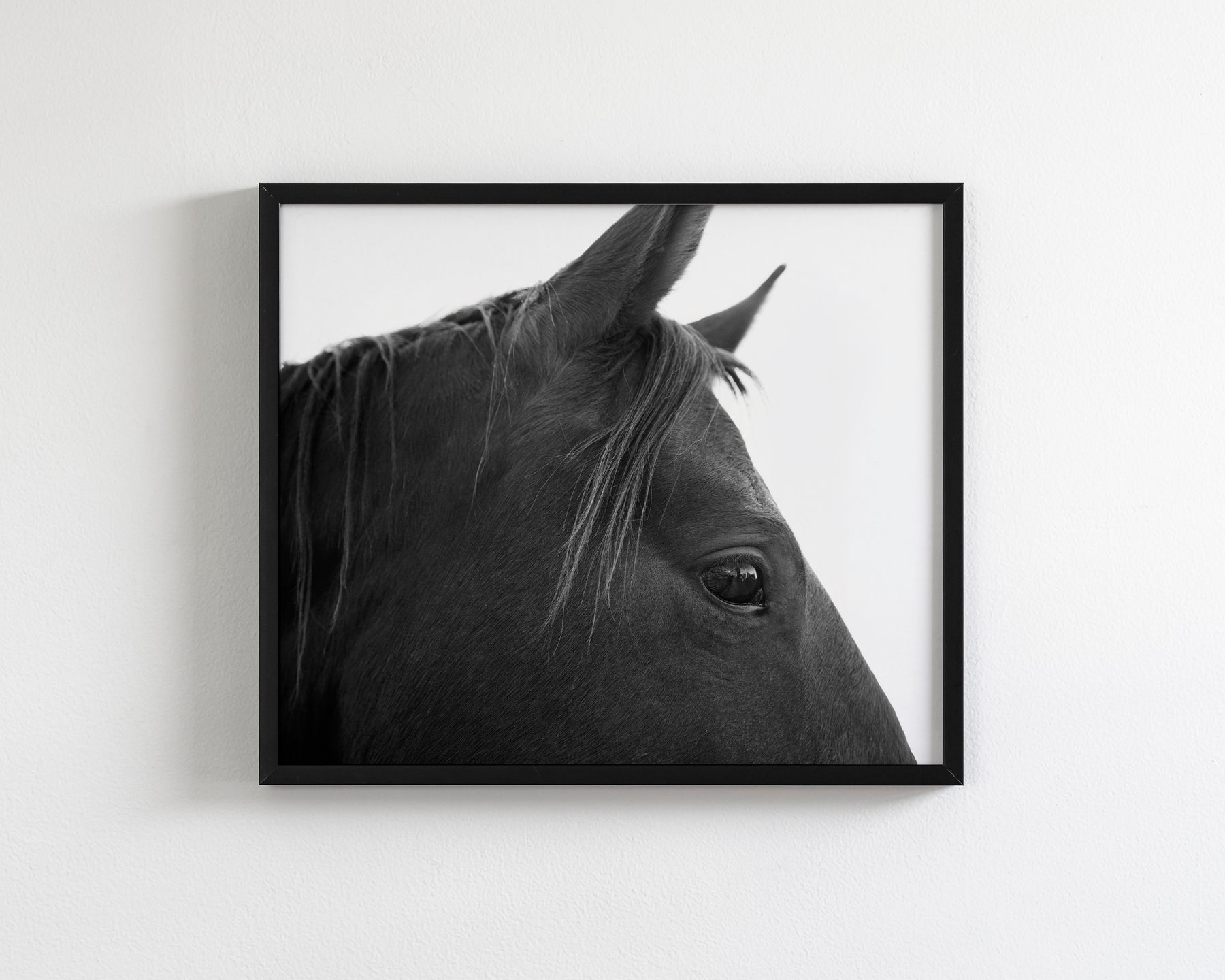 Black Horse Profile