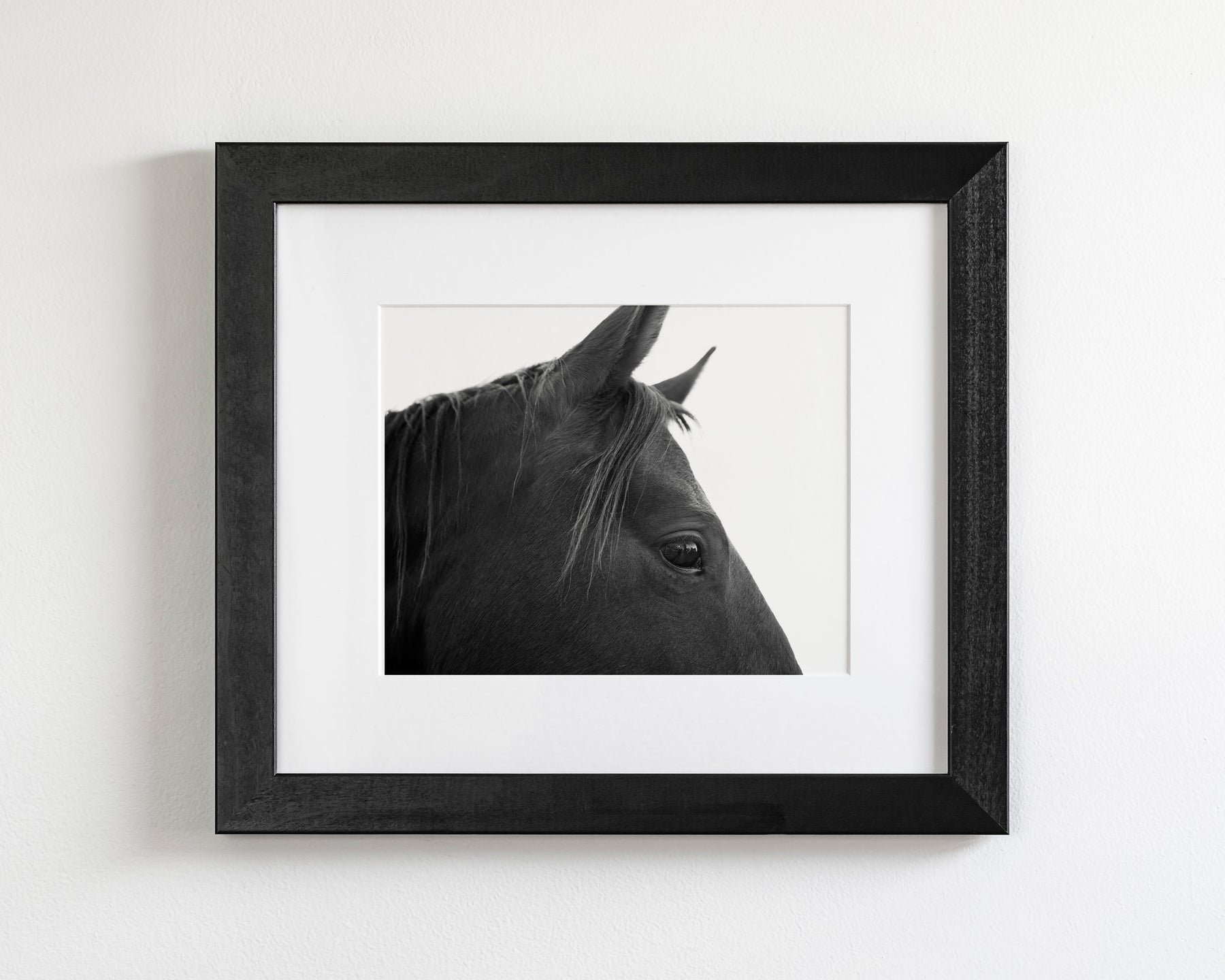 Black Horse Profile