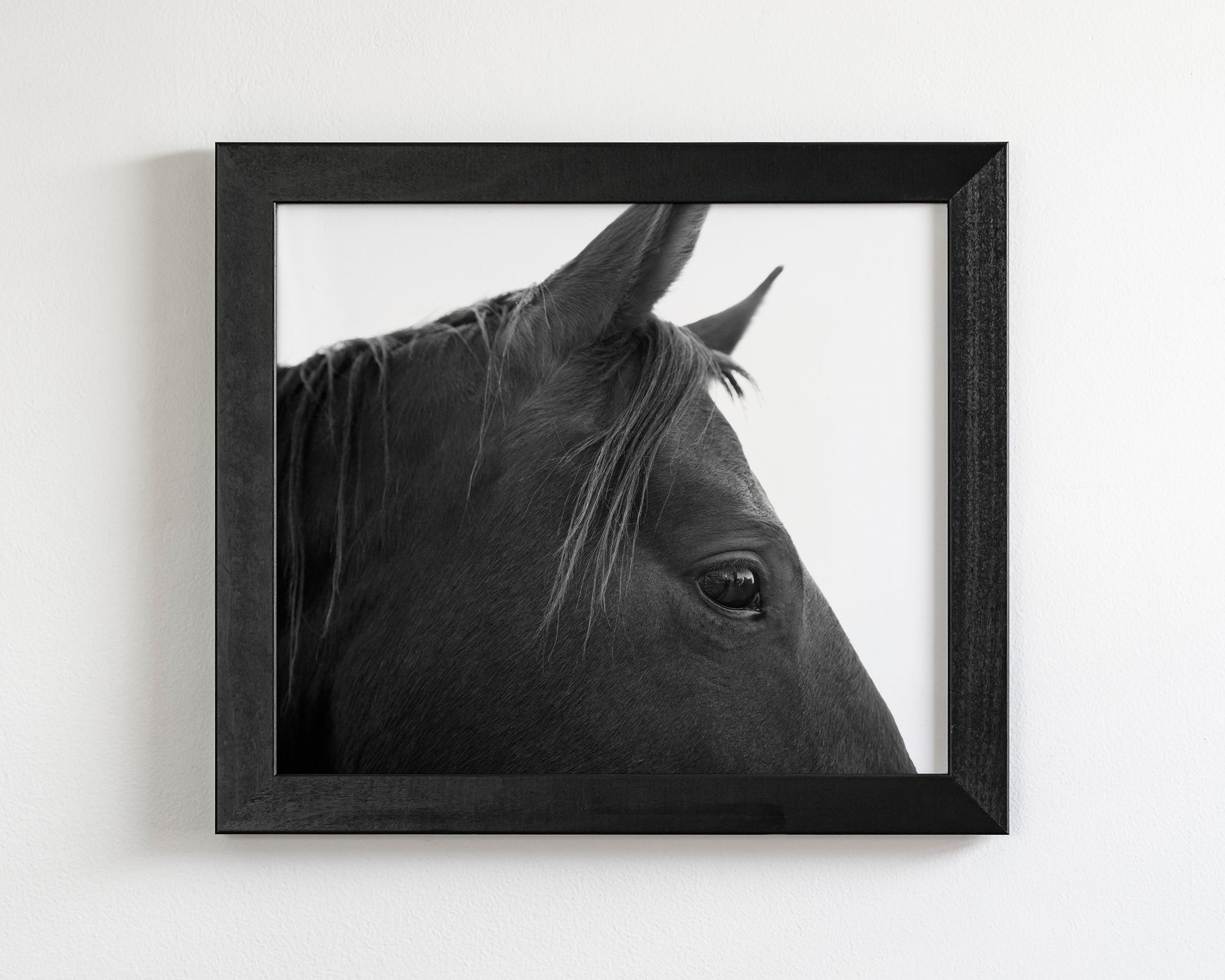 Black Horse Profile