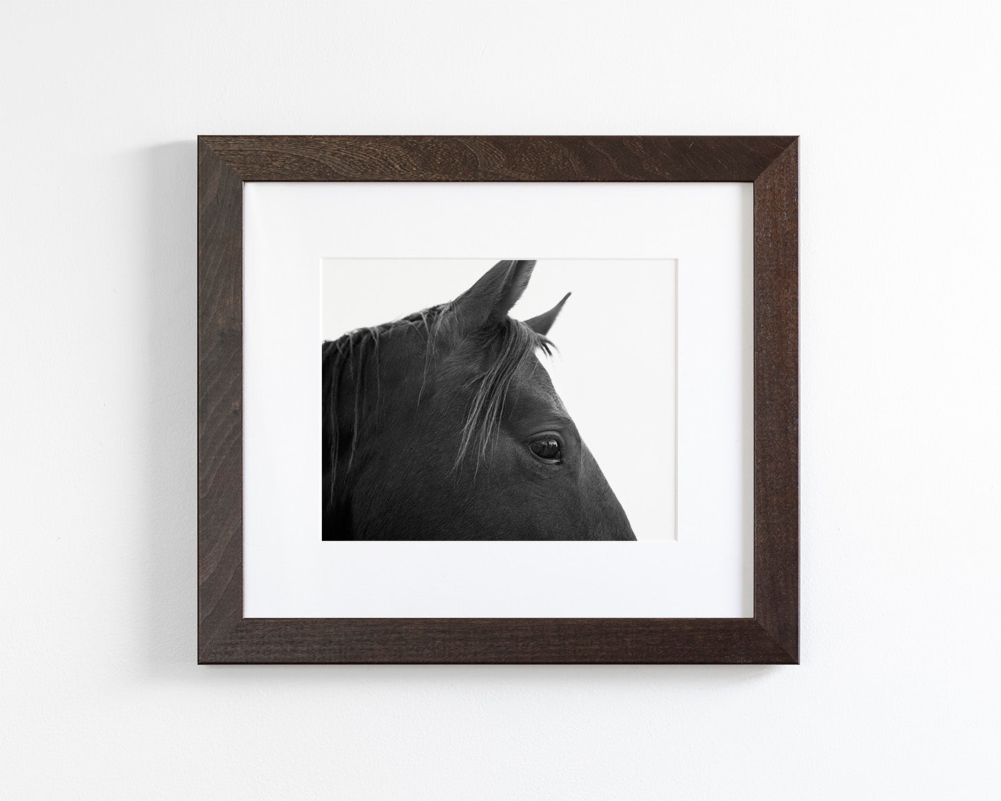 Black Horse Profile