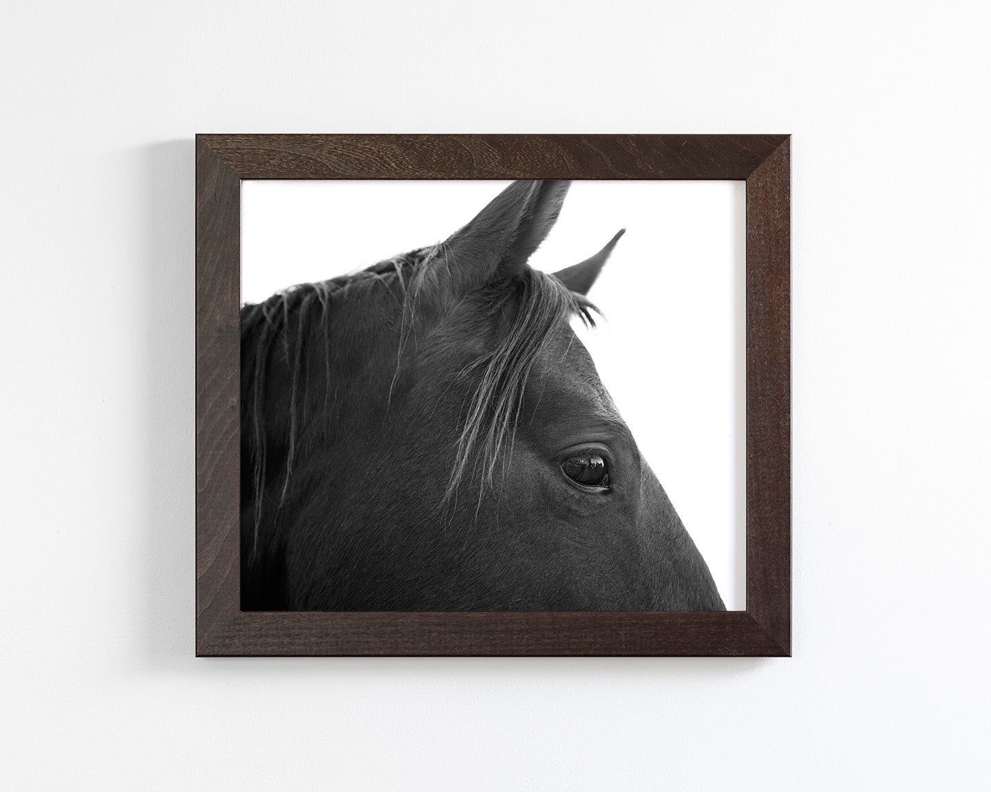 Black Horse Profile