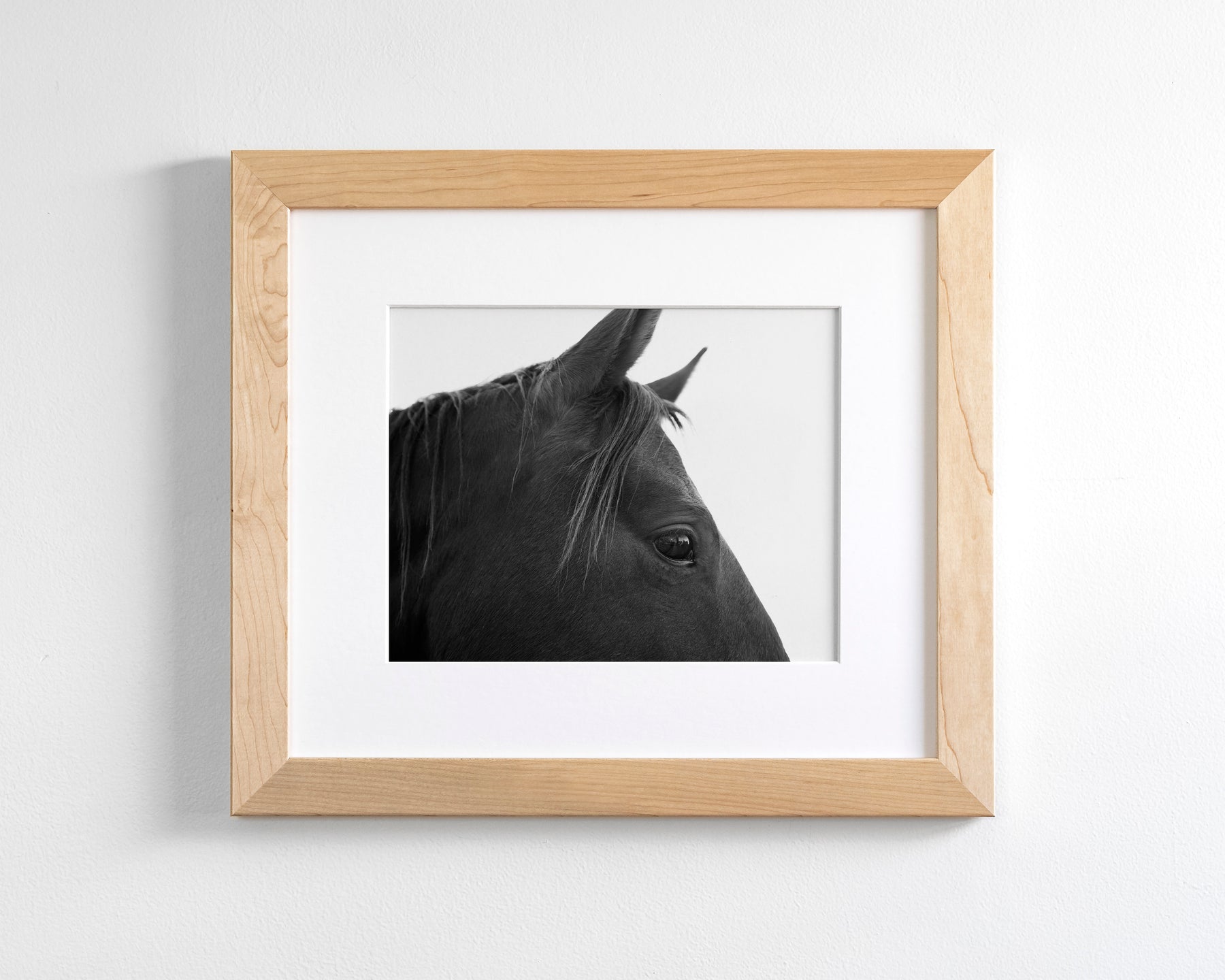 Black Horse Profile