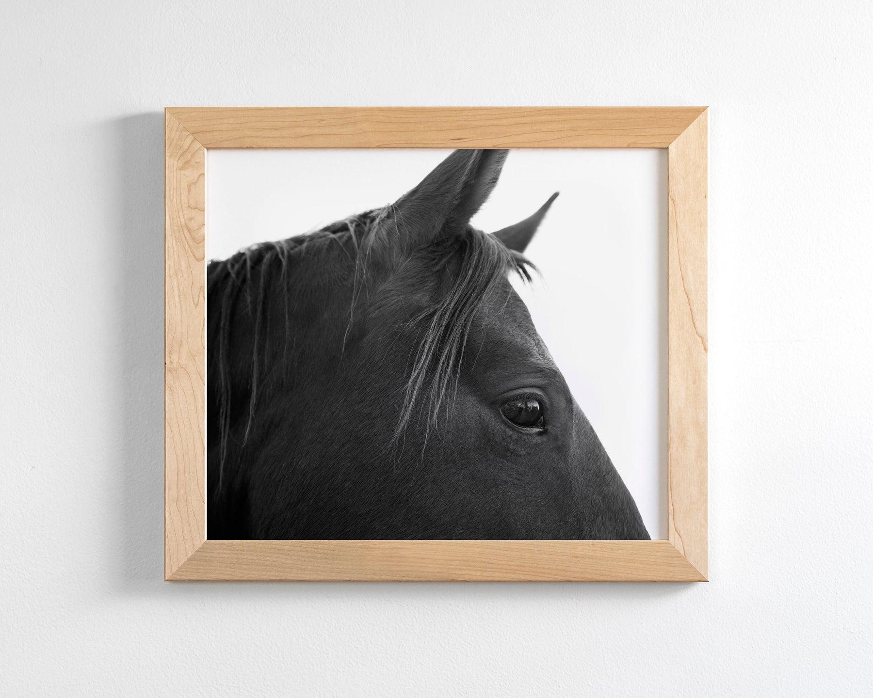 Black Horse Profile