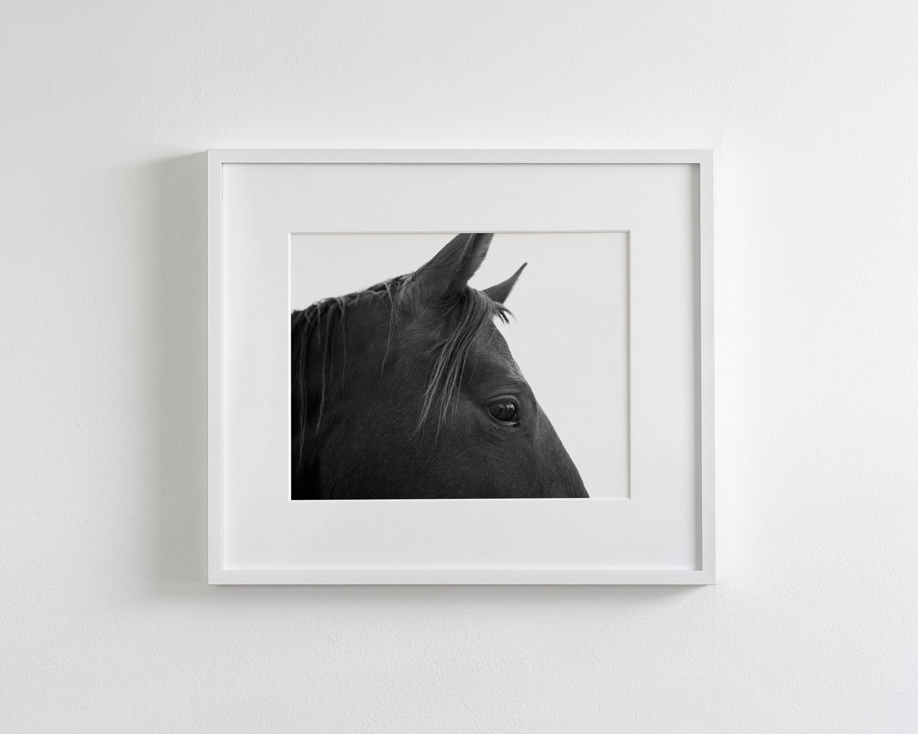 Black Horse Profile