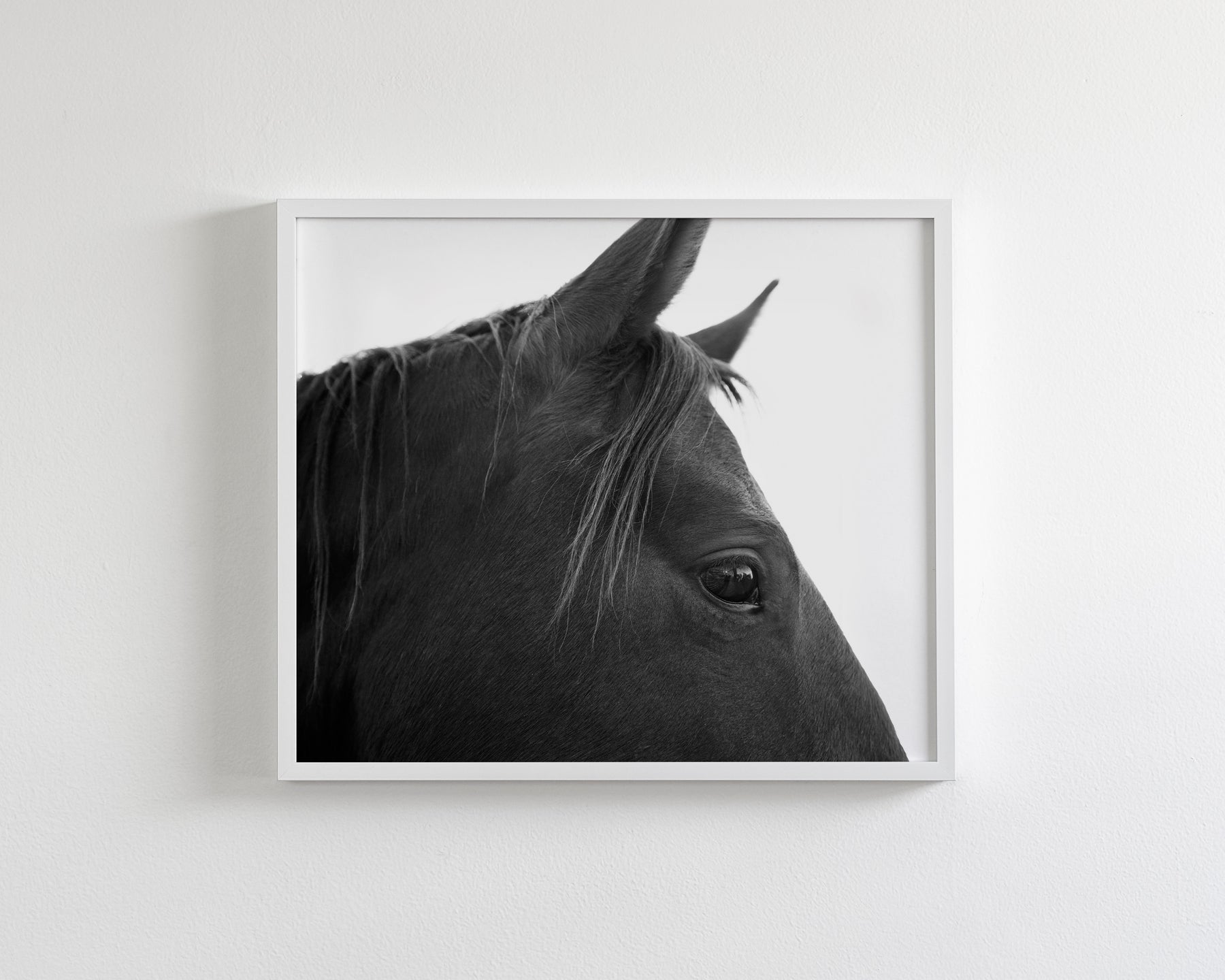 Black Horse Profile
