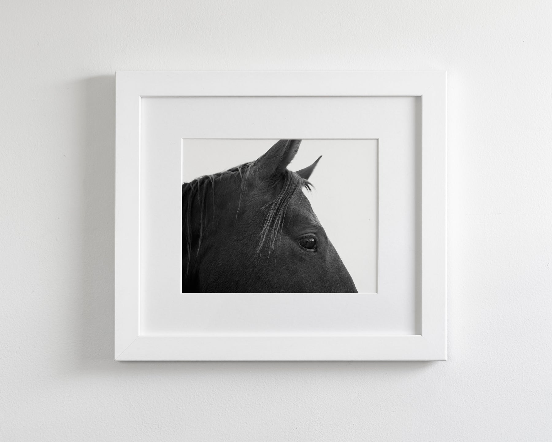 Black Horse Profile