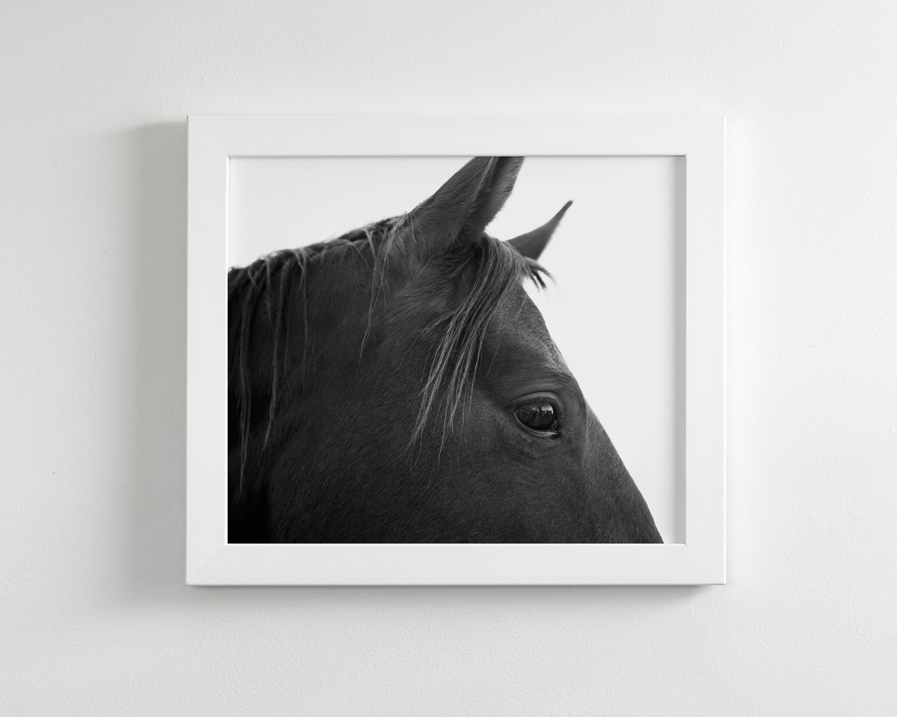 Black Horse Profile