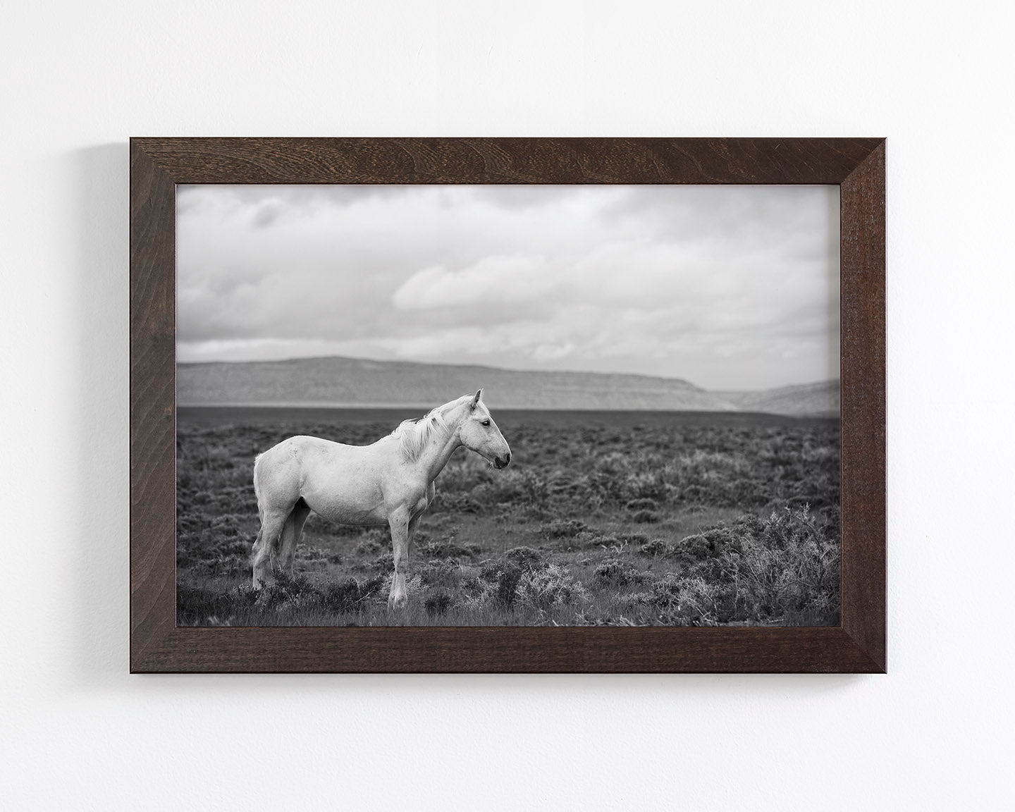 Palomino in Black and White Landscape