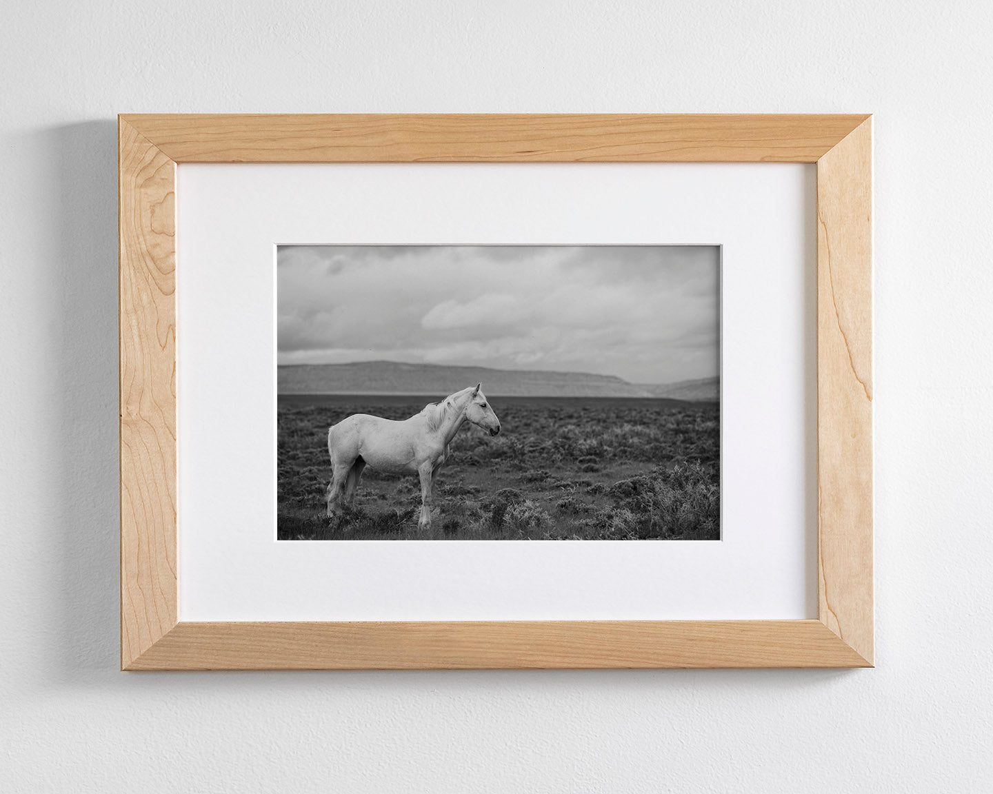 Palomino in Black and White Landscape