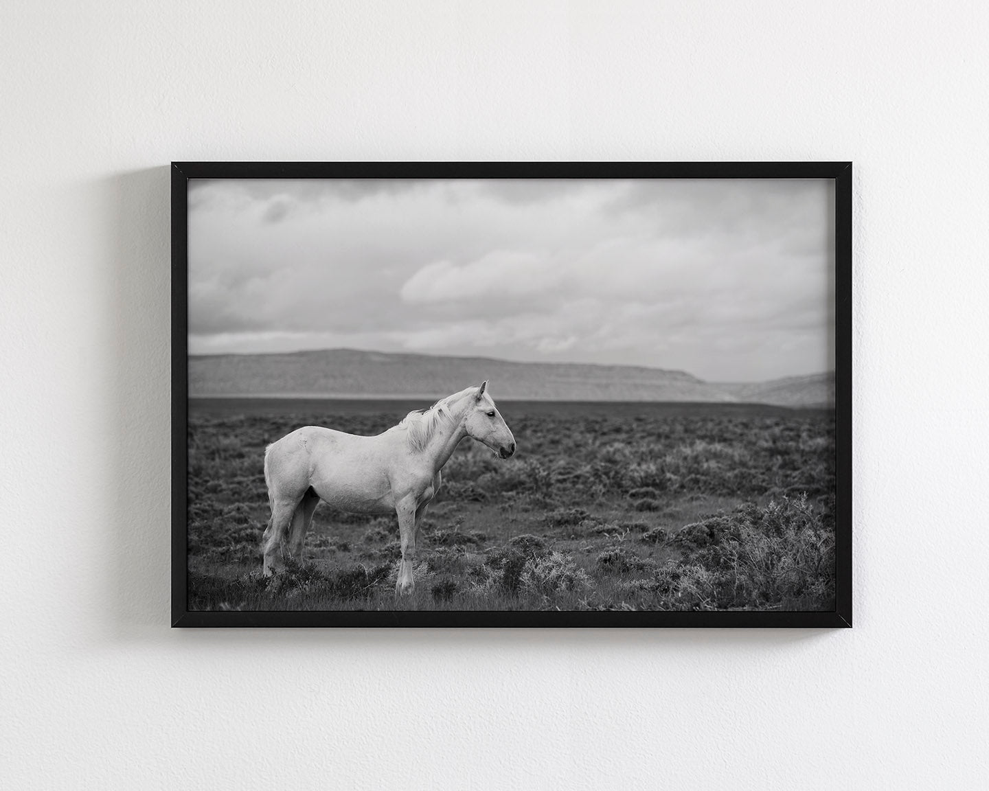 Palomino in Black and White Landscape