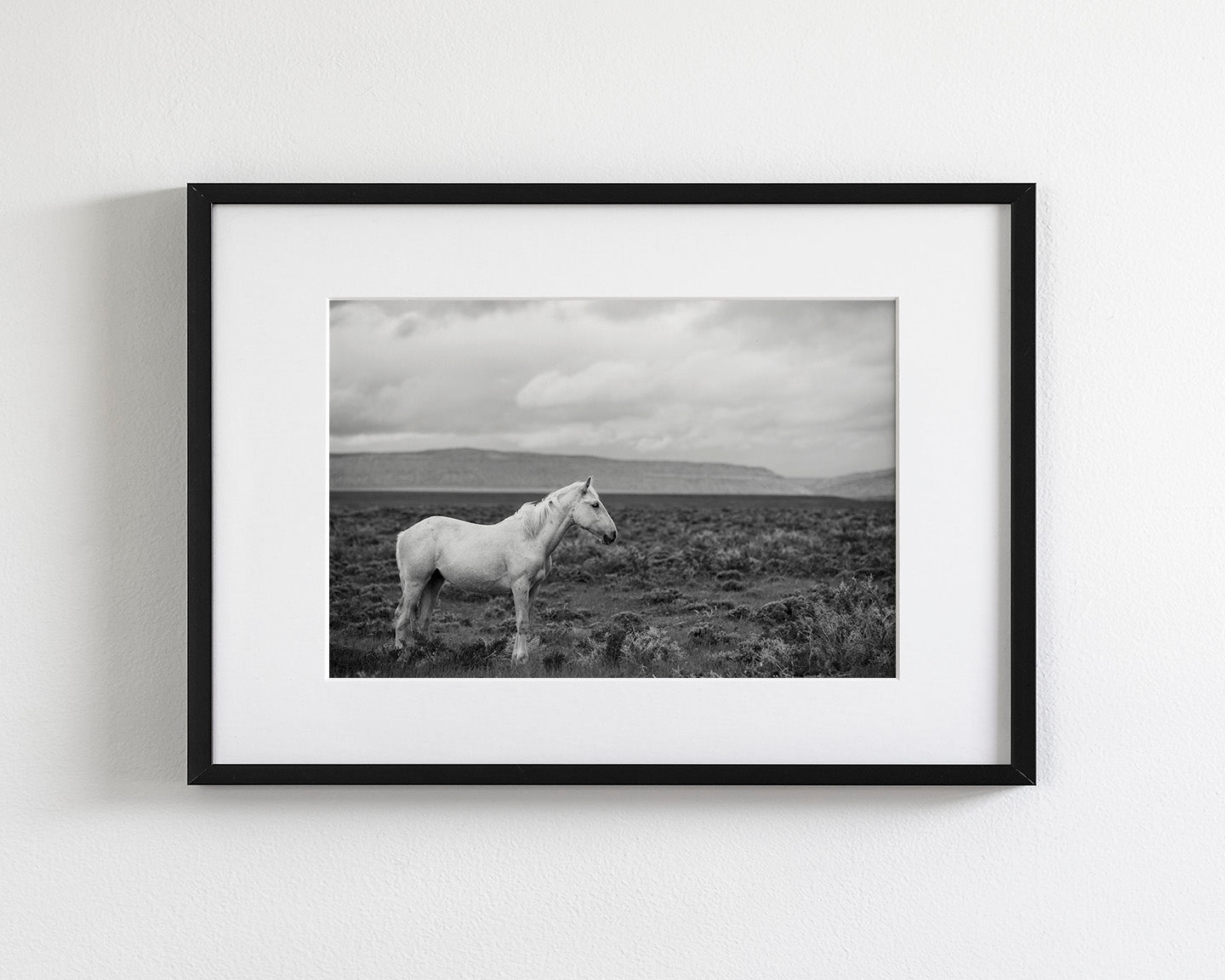 Palomino in Black and White Landscape