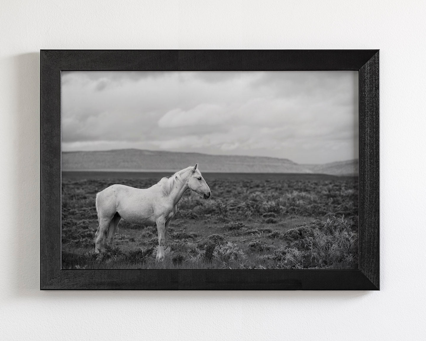 Palomino in Black and White Landscape