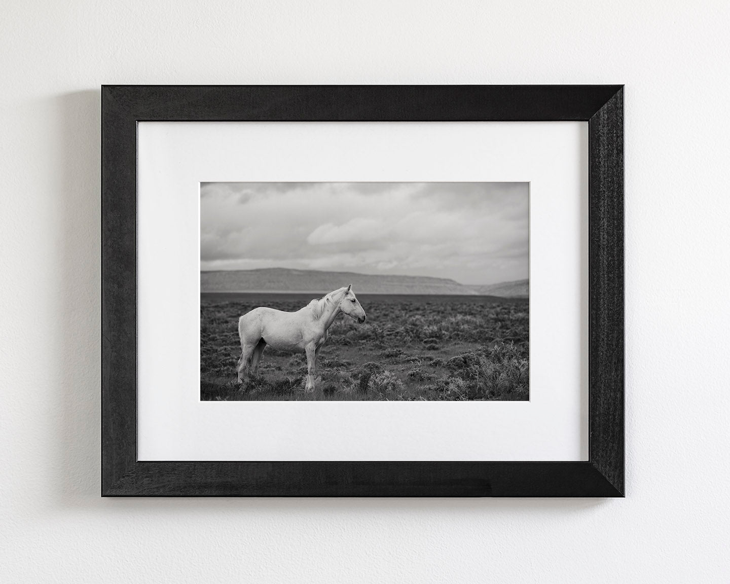 Palomino in Black and White Landscape