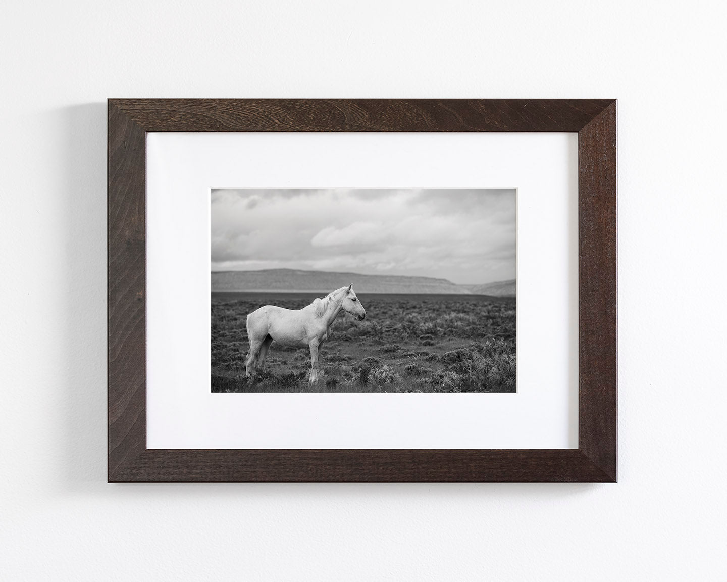 Palomino in Black and White Landscape