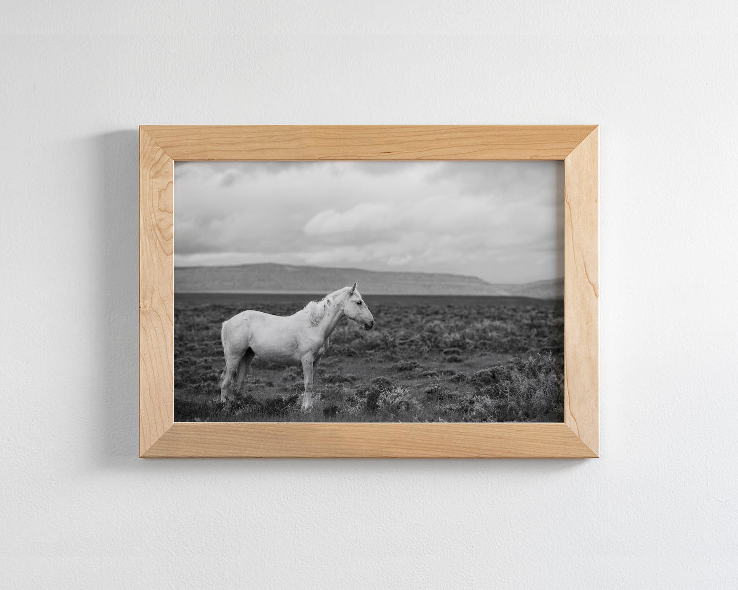 Palomino in Black and White Landscape