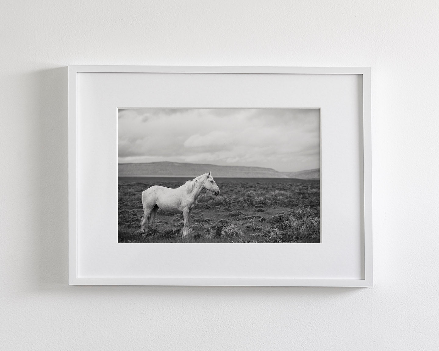 Palomino in Black and White Landscape