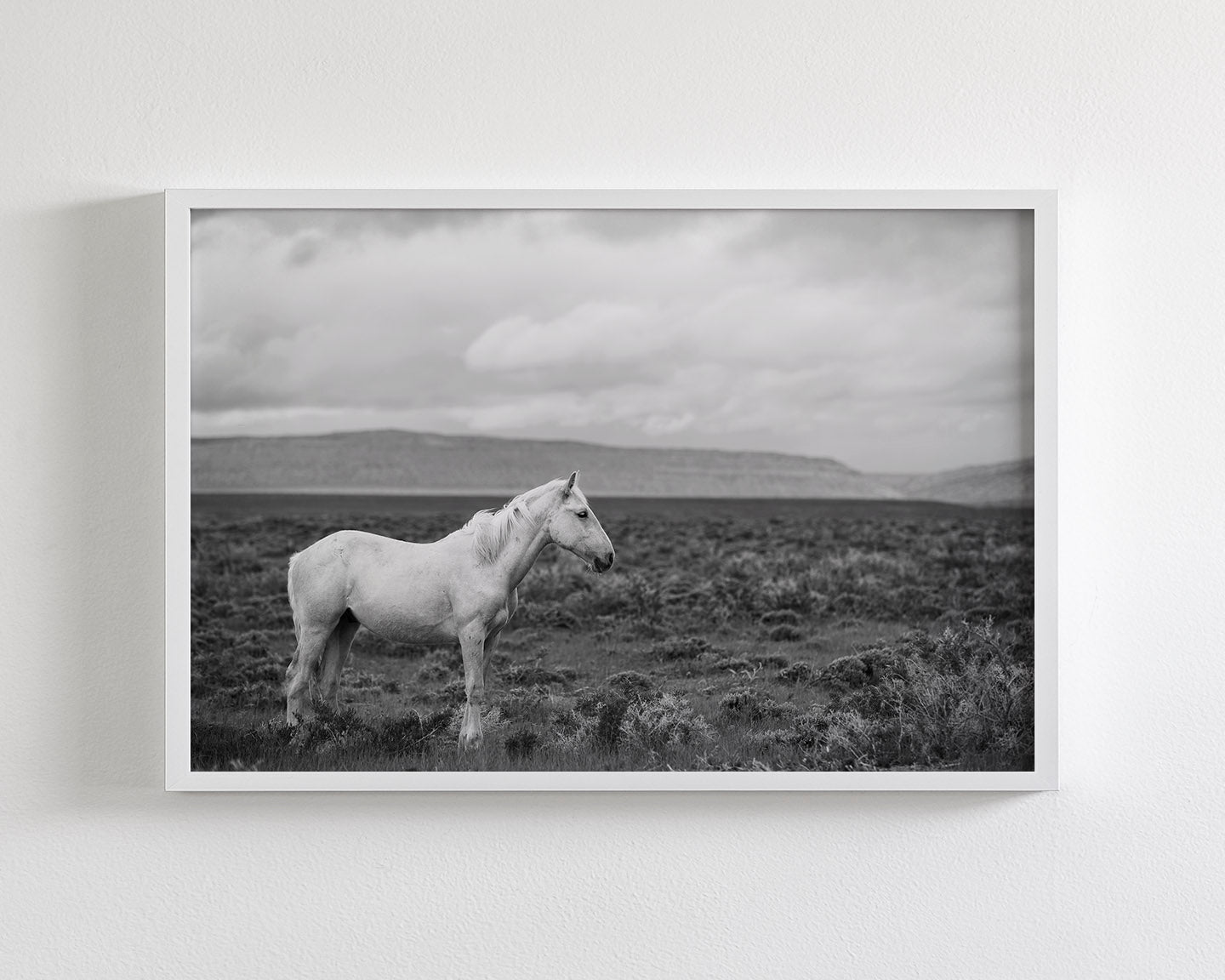 Palomino in Black and White Landscape