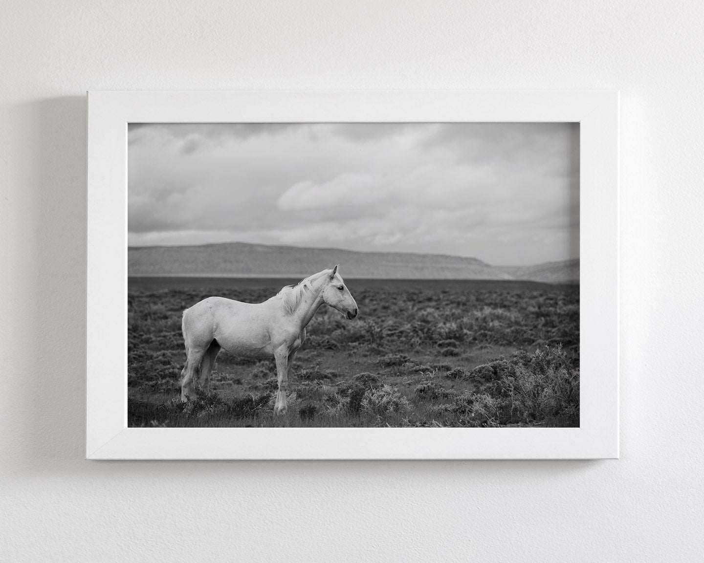 Palomino in Black and White Landscape