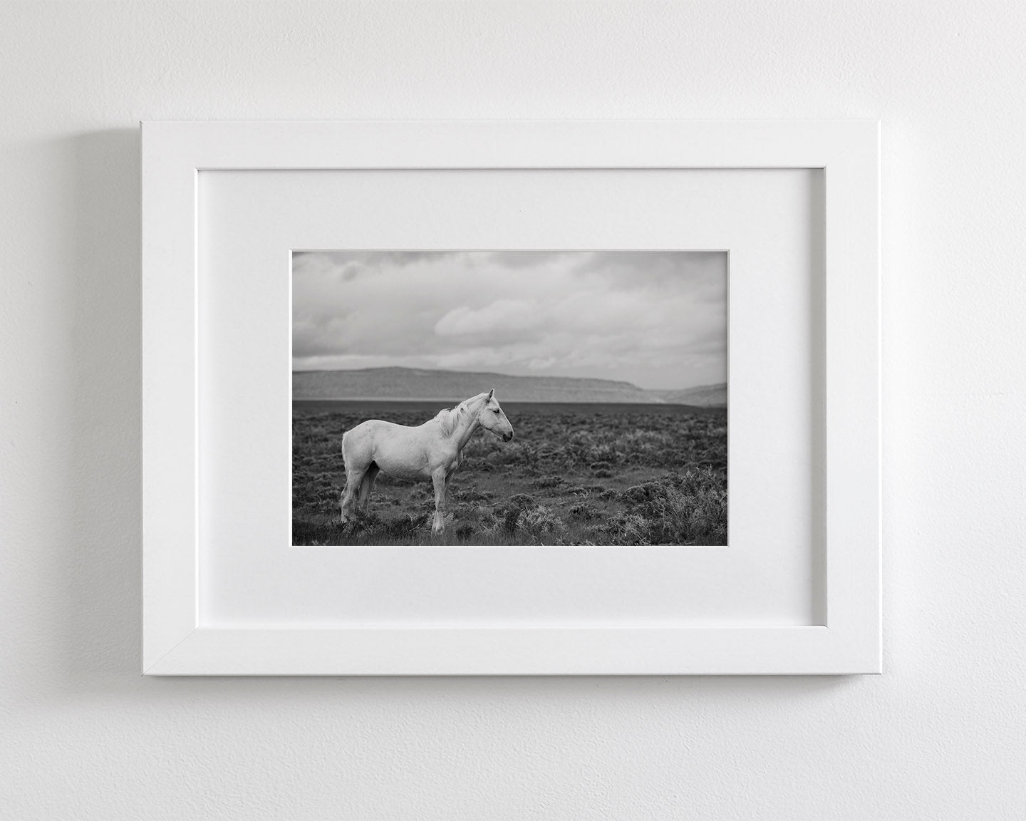 Palomino in Black and White Landscape