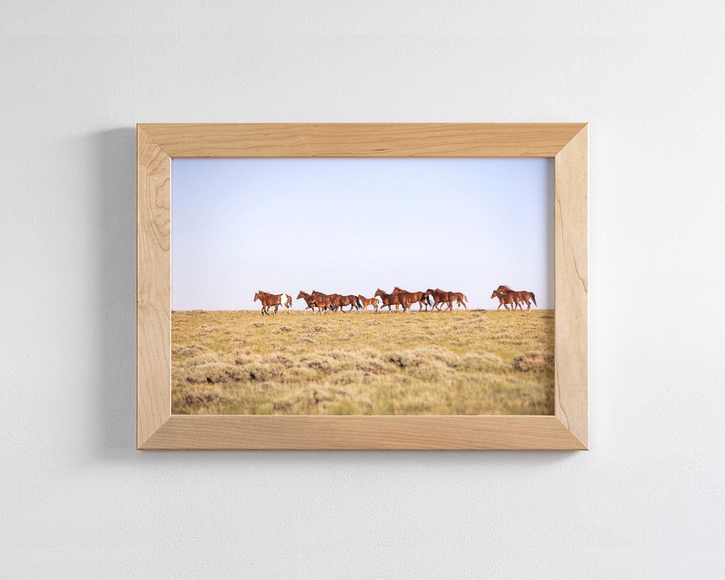 Sorrel Mustang Band