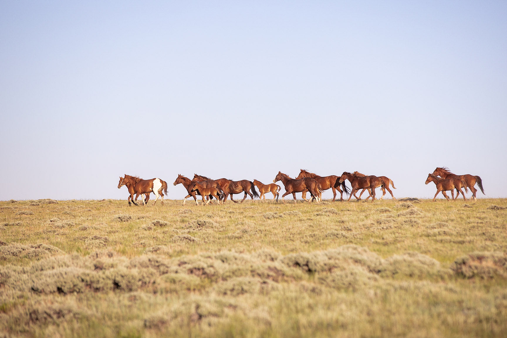 Sorrel Mustang Band