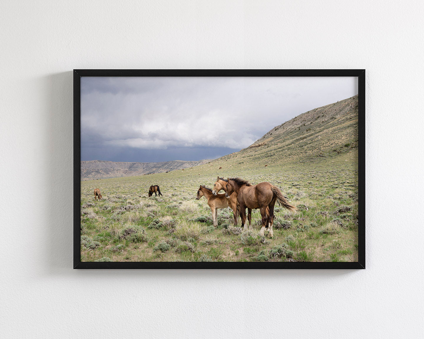 Three Little Wild Horses