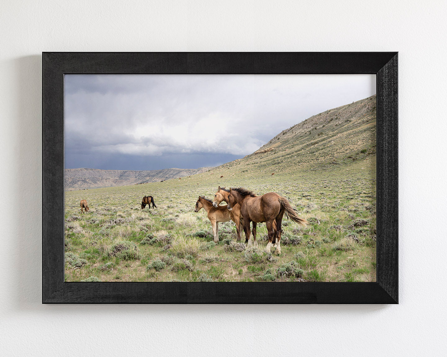 Three Little Wild Horses