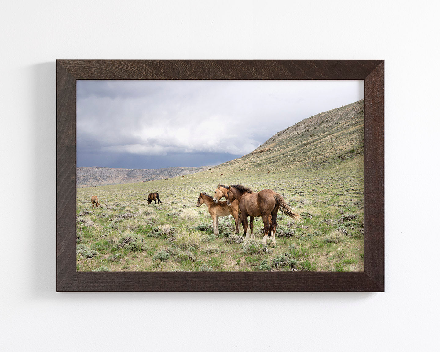 Three Little Wild Horses