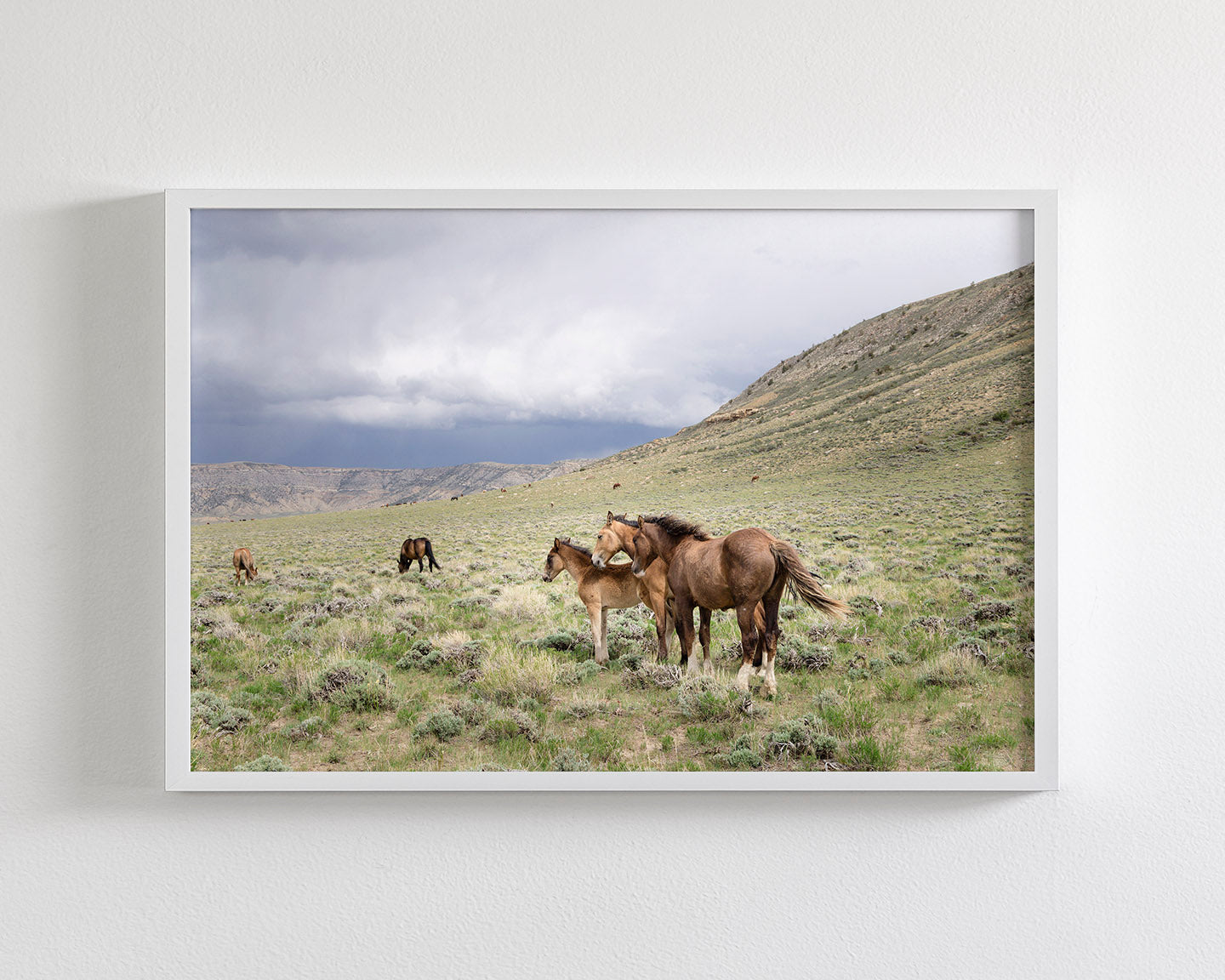 Three Little Wild Horses