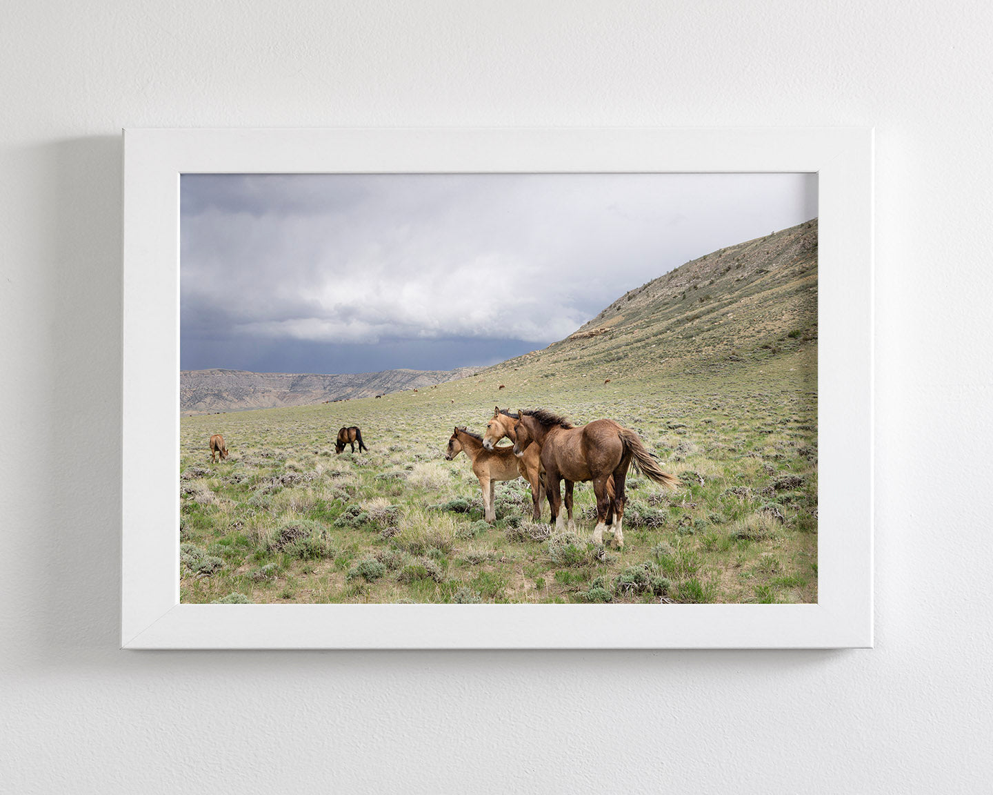 Three Little Wild Horses
