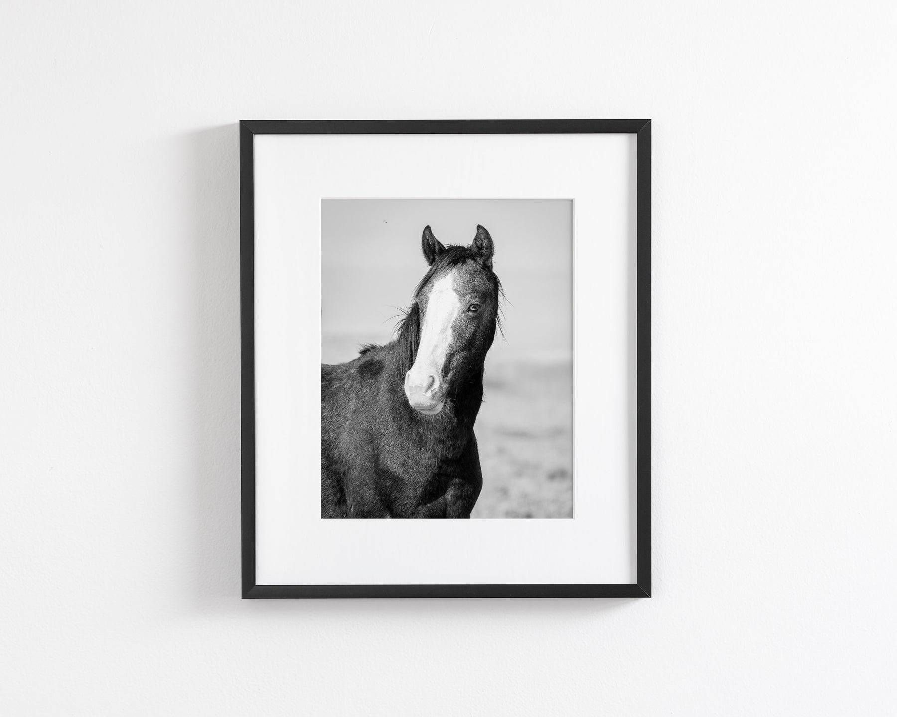 Wild Horse Gaze, Black and White