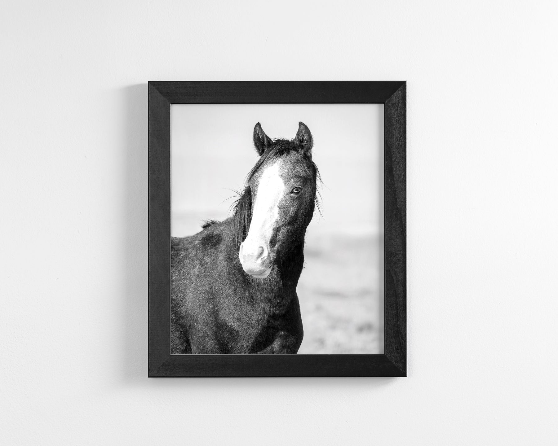 Wild Horse Gaze, Black and White