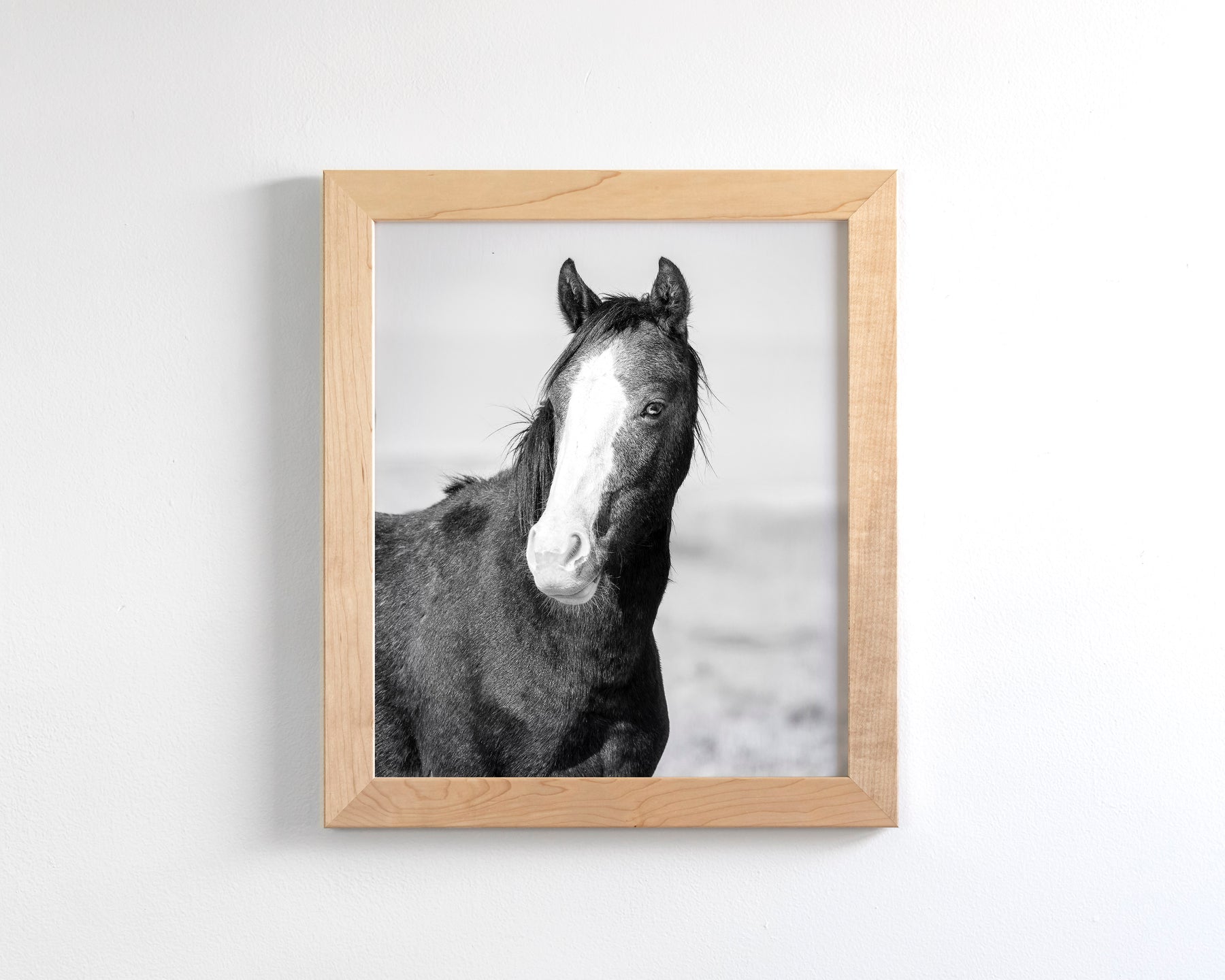 Wild Horse Gaze, Black and White