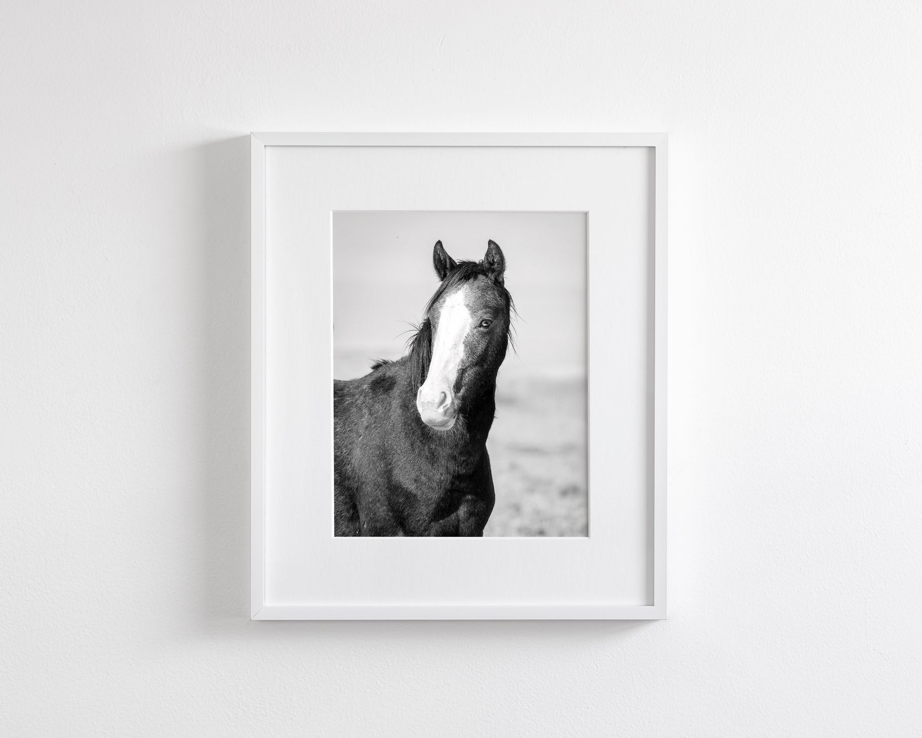 Wild Horse Gaze, Black and White