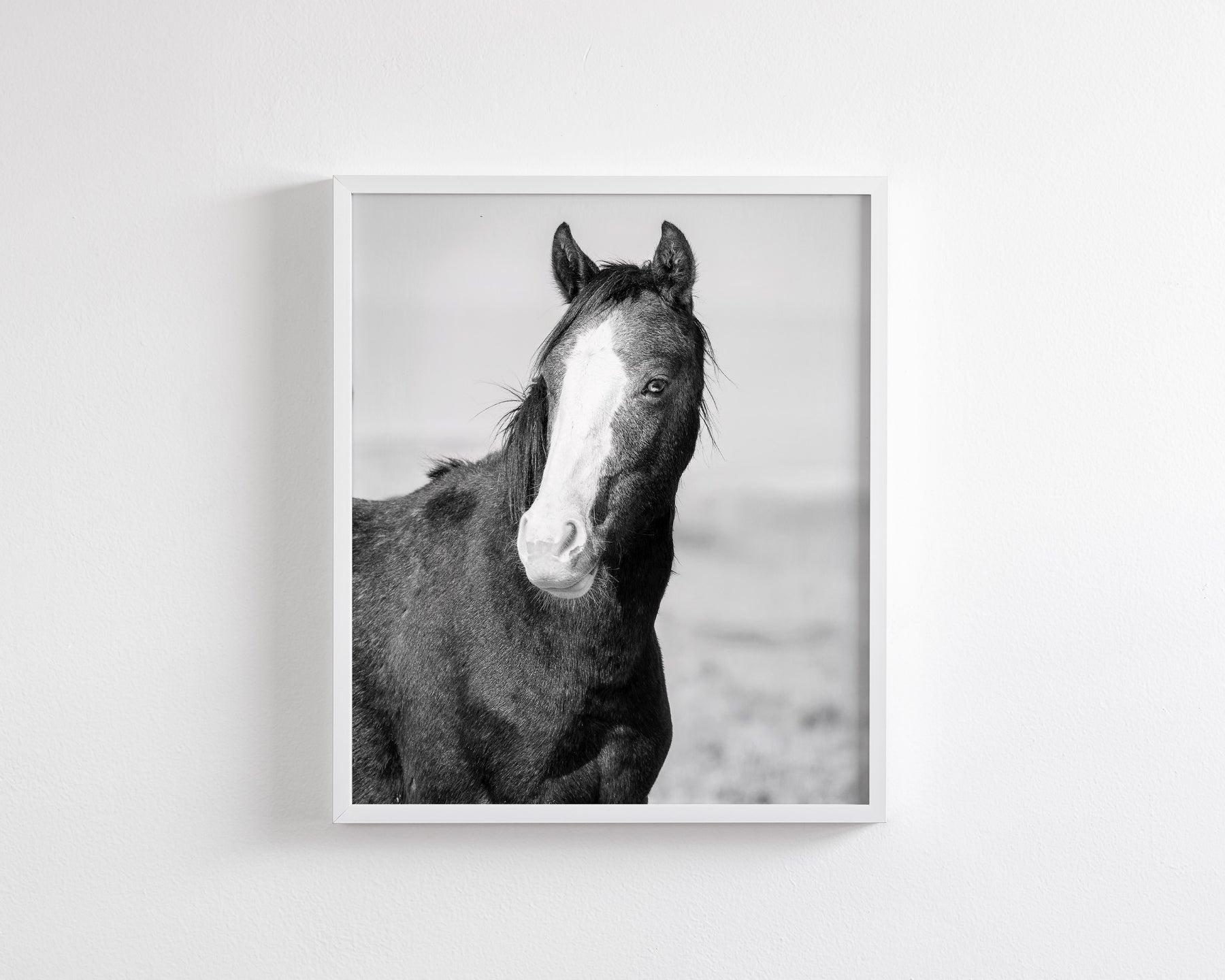 Wild Horse Gaze, Black and White