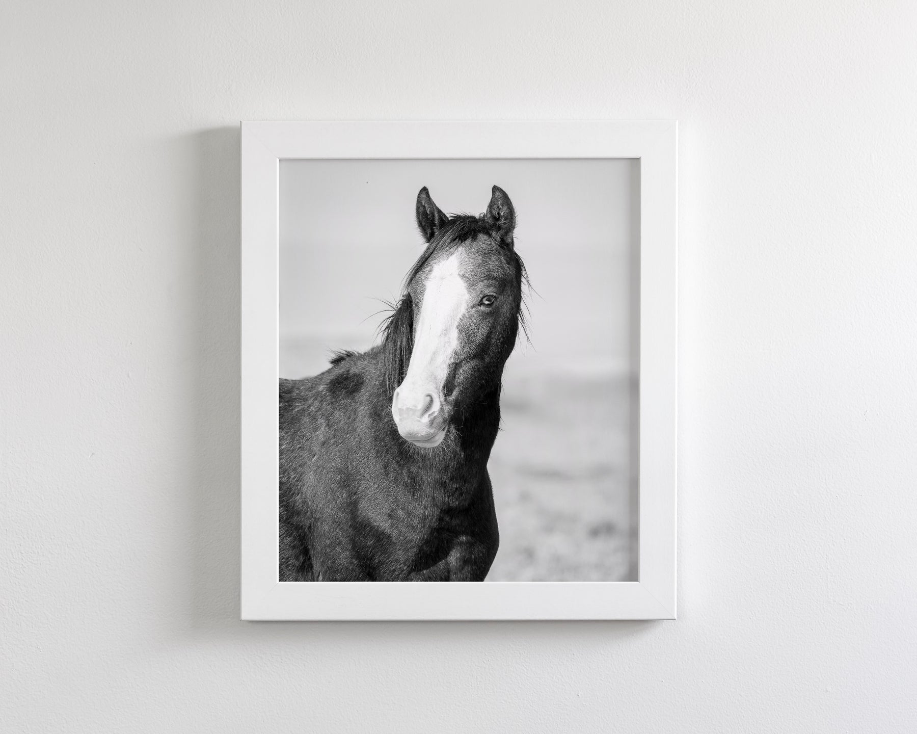Wild Horse Gaze, Black and White