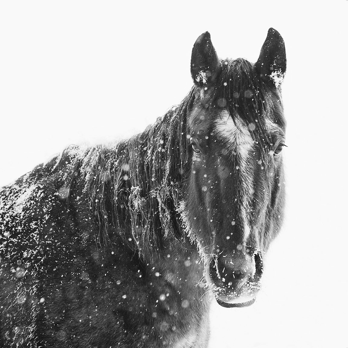 Snowy Black Horse