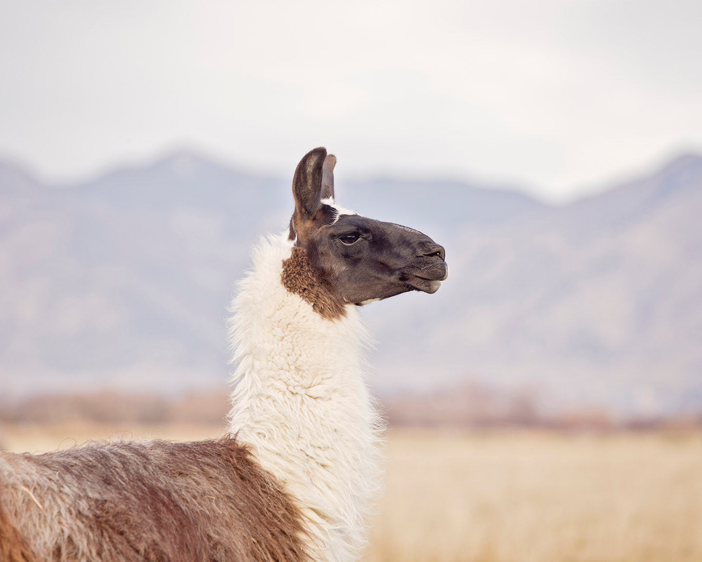 Mountain Llama