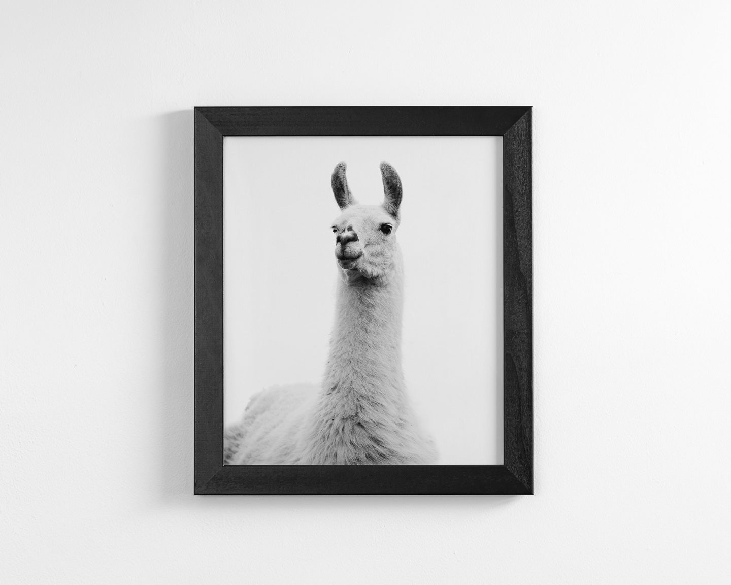 White on White Llama Photograph