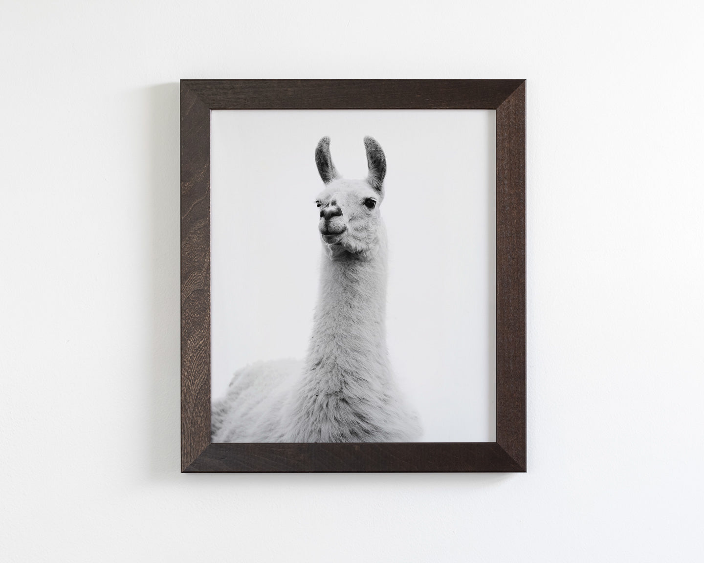 White on White Llama Photograph