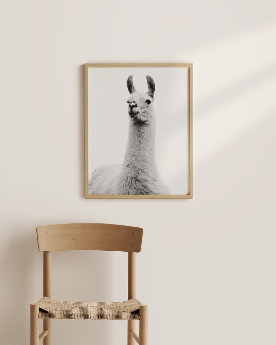 White on White Llama Photograph