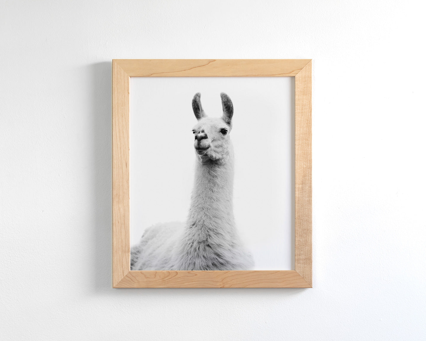 White on White Llama Photograph