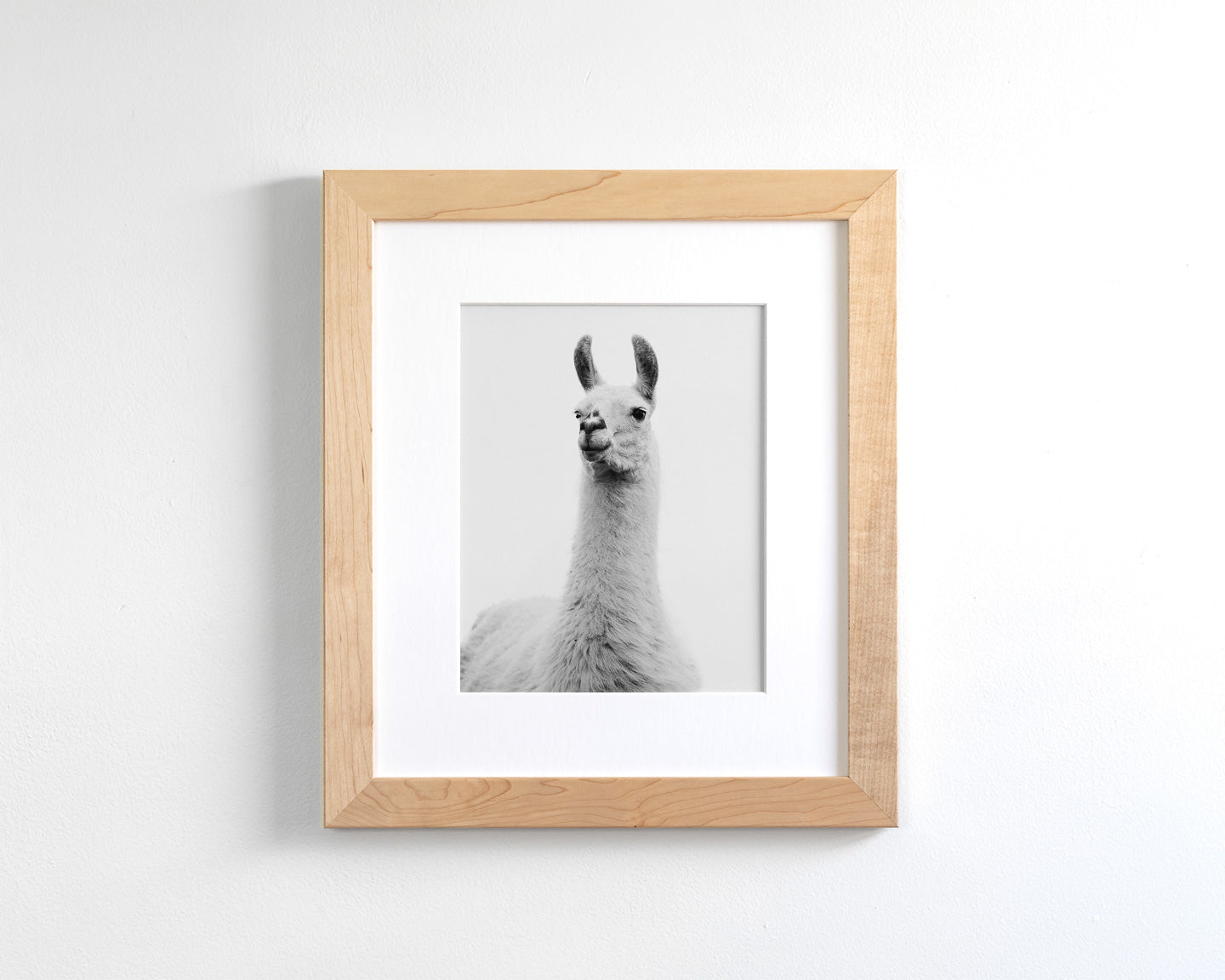 White on White Llama Photograph