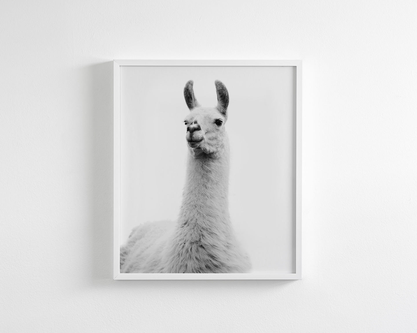White on White Llama Photograph
