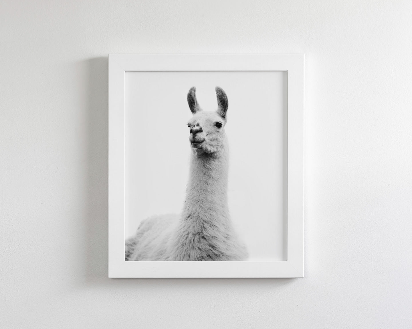 White on White Llama Photograph
