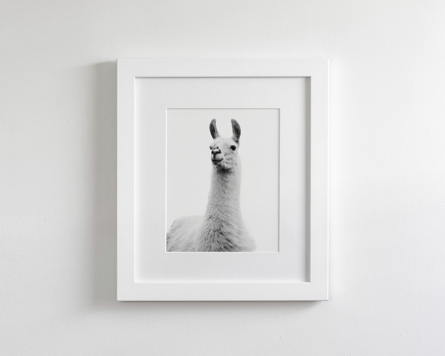 White on White Llama Photograph