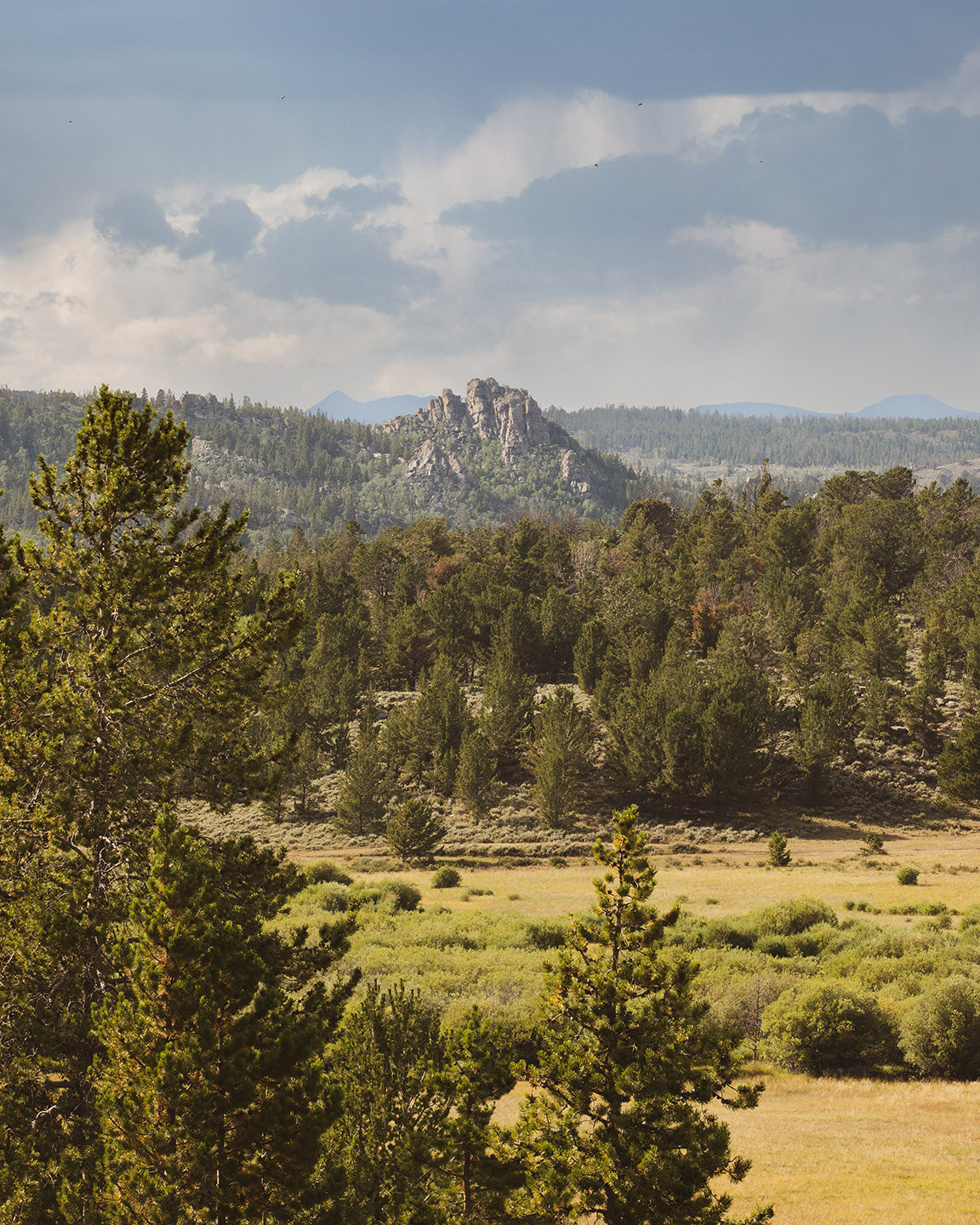 Bear Country Wyoming - Western Landscape