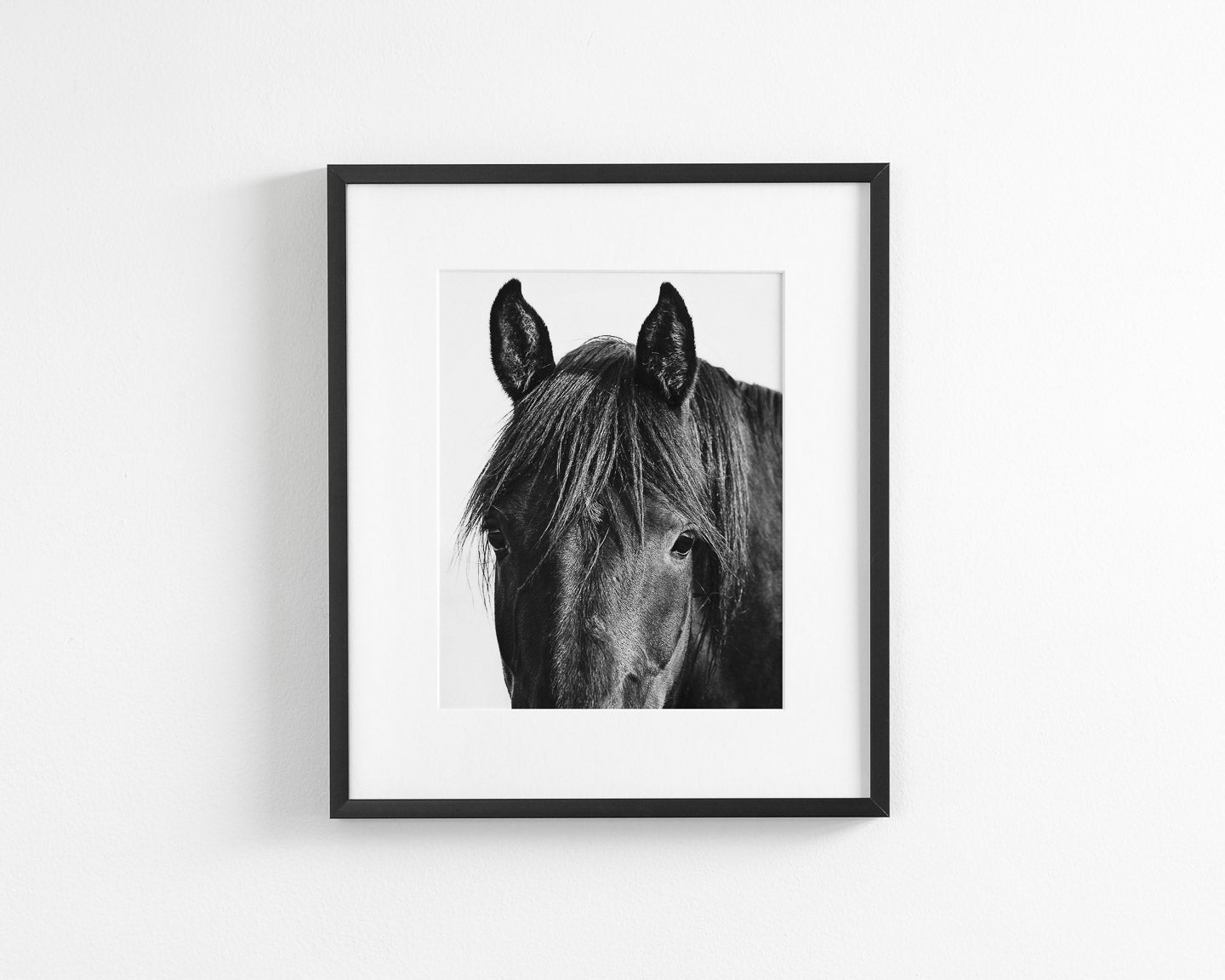 Black Horse Photograph