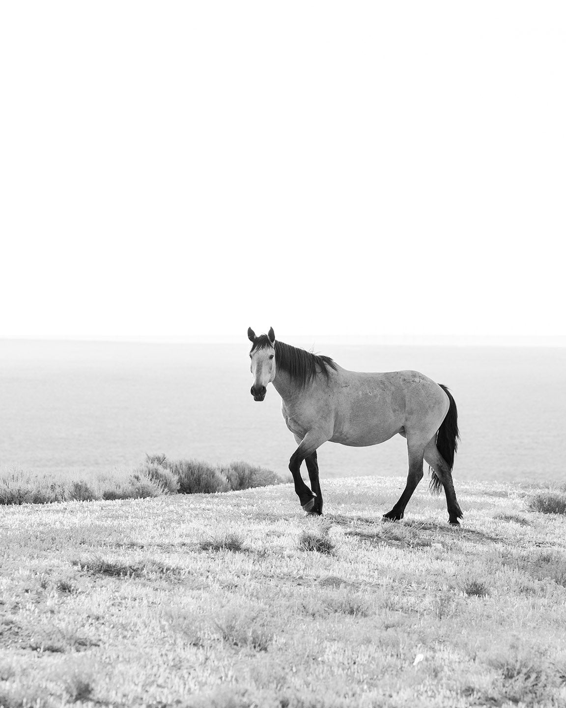 Buckskin Stallion, Green River